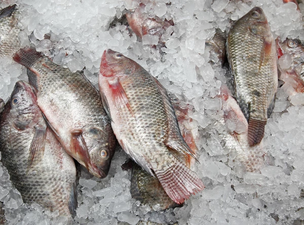 U.S. Frozen Fish Import Grows Markedly to $476M in March 2023